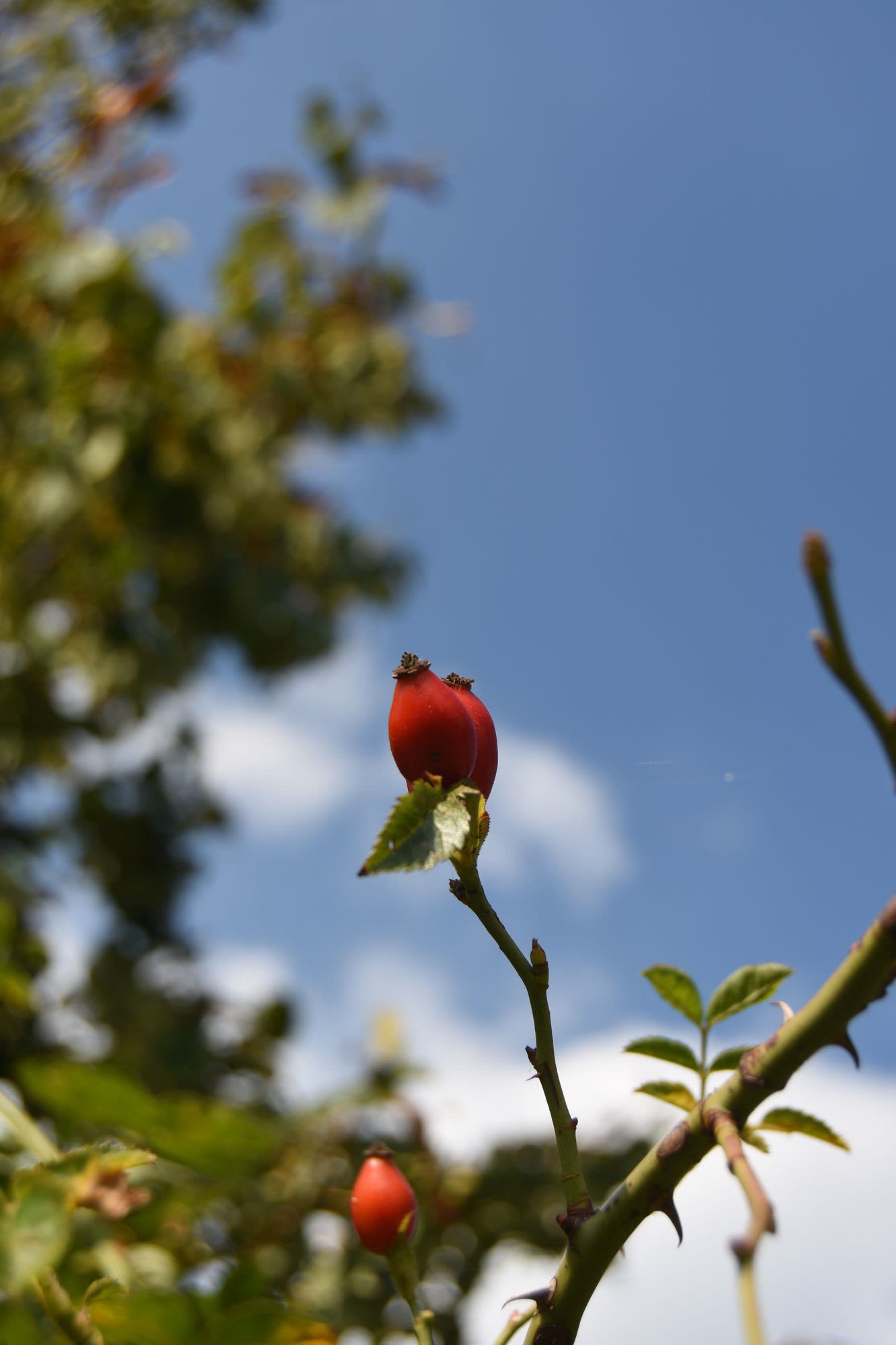 Red rosehips against a blue sky